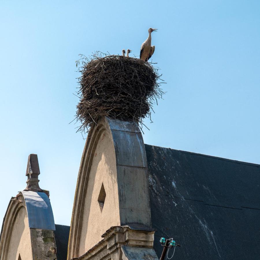 Zamek Sarny - Schloss Scharfeneck Kłodzko Buitenkant foto